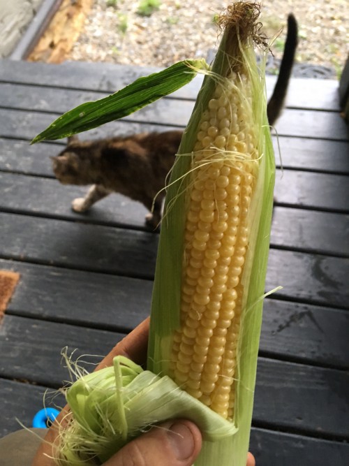 Corn, Melons, and Tomatoes Oh My