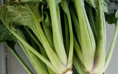 Recipes for Yokatta Na