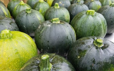 CSA Week 11 Recipes