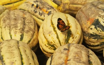 CSA Week 16 Recipes