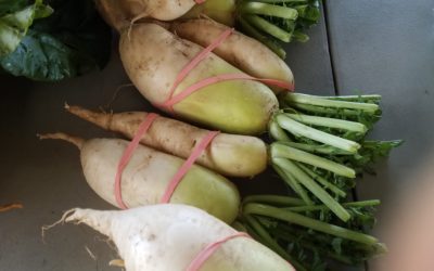 CSA Week 19 Recipes