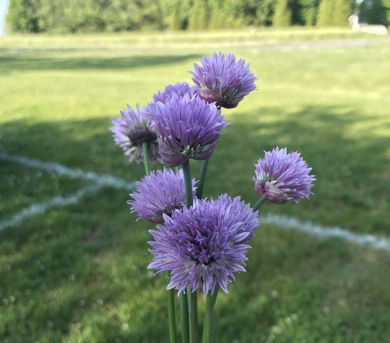 Herb of the Week: Chives