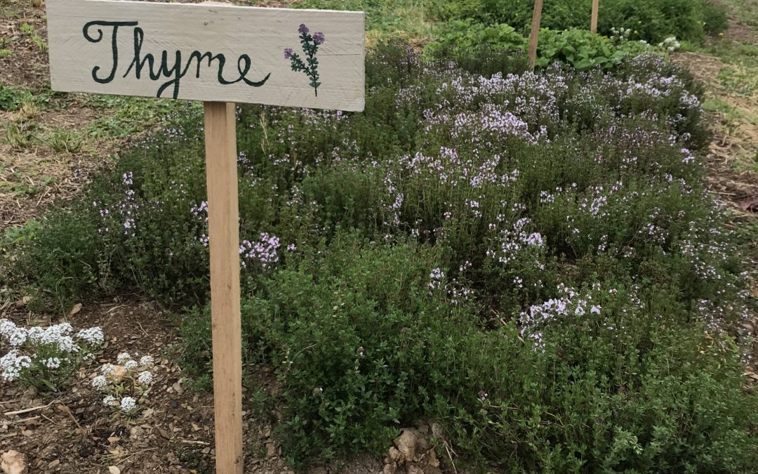 Herb of the Week: Thyme