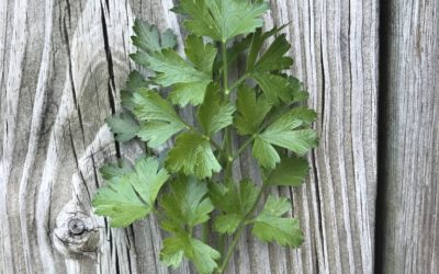 Herb of the Week: Parsley