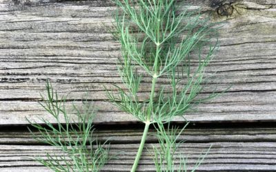 Herb of the Week: Dill