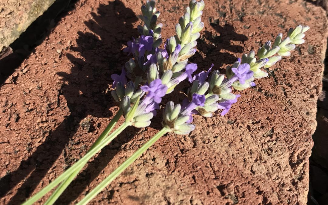 Herb of the Week: Lavender
