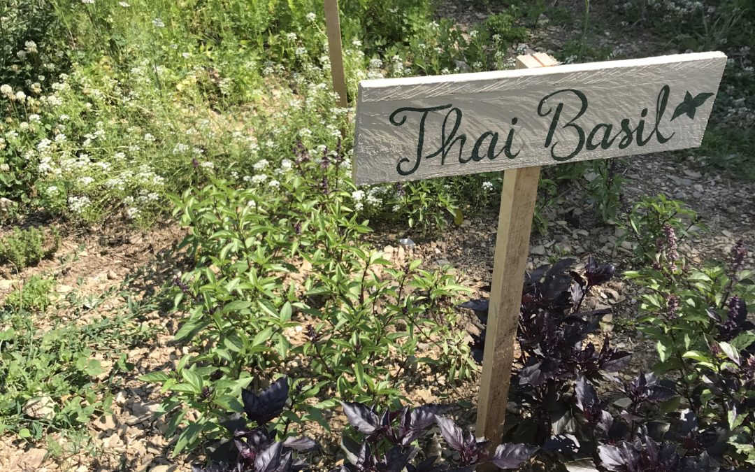 Herb of the Week: Thai Basil