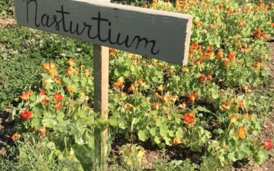 Flower of the Week: Nasturtium