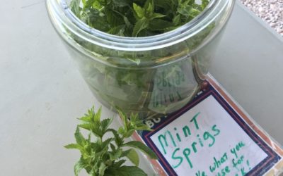 Herb of the Week: Mint