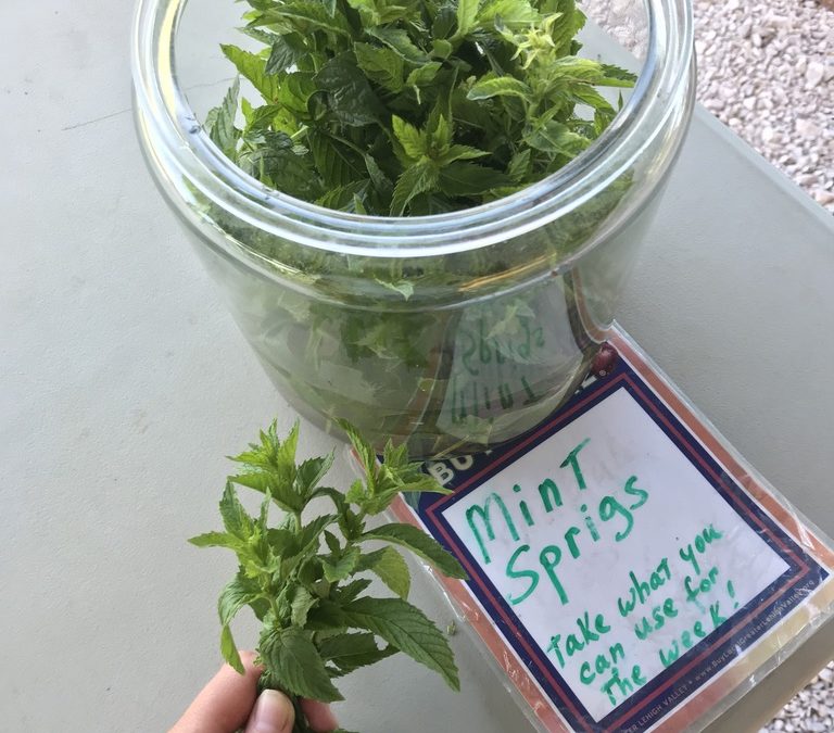 Herb of the Week: Mint