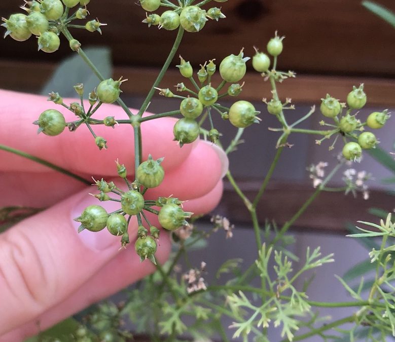 Herb of the Week: Coriander