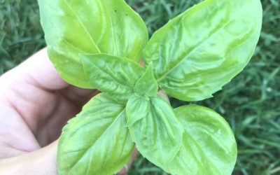 Herb of the Week: Basil