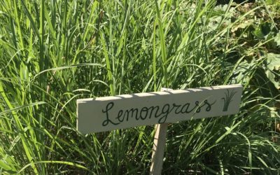 Herb of the Week: Lemongrass