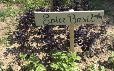 Herb of the Week: Spice Basil