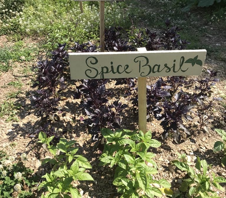 Herb of the Week: Spice Basil