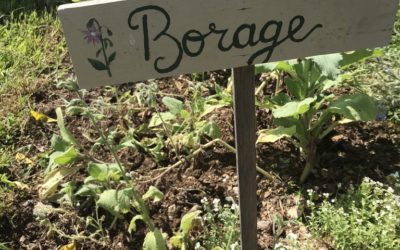 Herb of the Week: Borage