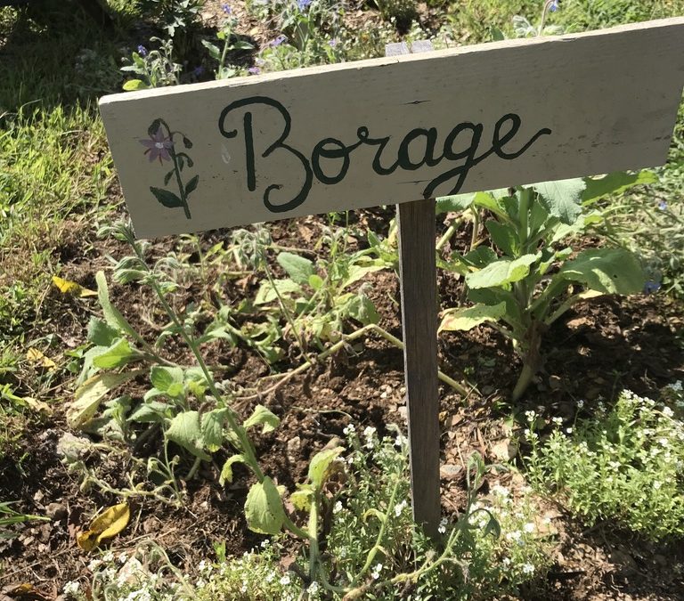 Herb of the Week: Borage
