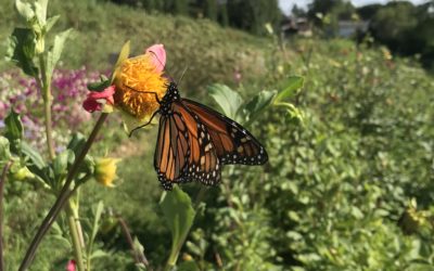 Mid-Season Survey Results