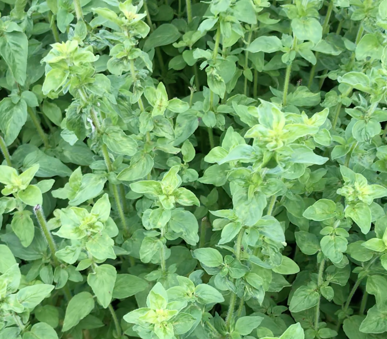 Herb of the Week: Oregano