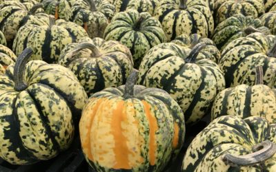 CSA Week 19 Recipes