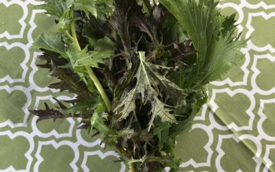CSA Week 18 Recipes