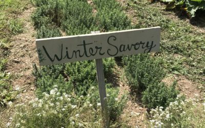 Herb of the Week: Winter Savory