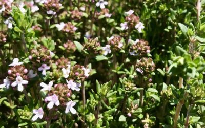 Herb of the Week: Thyme