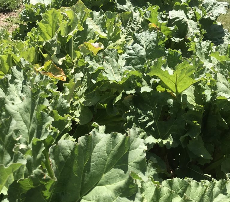 2021 CSA Week 2 Recipes