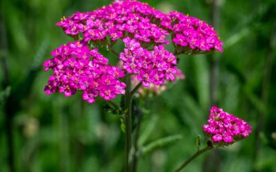 Yarrow