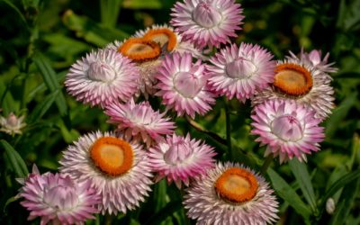 Strawflower