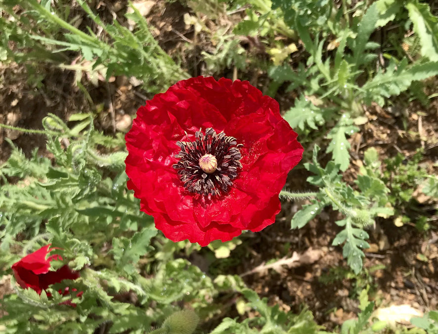 Poppy