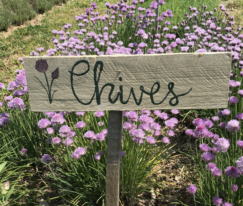 Herb of the Week: Chives