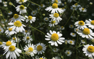 Herb of the Week: Chamomile