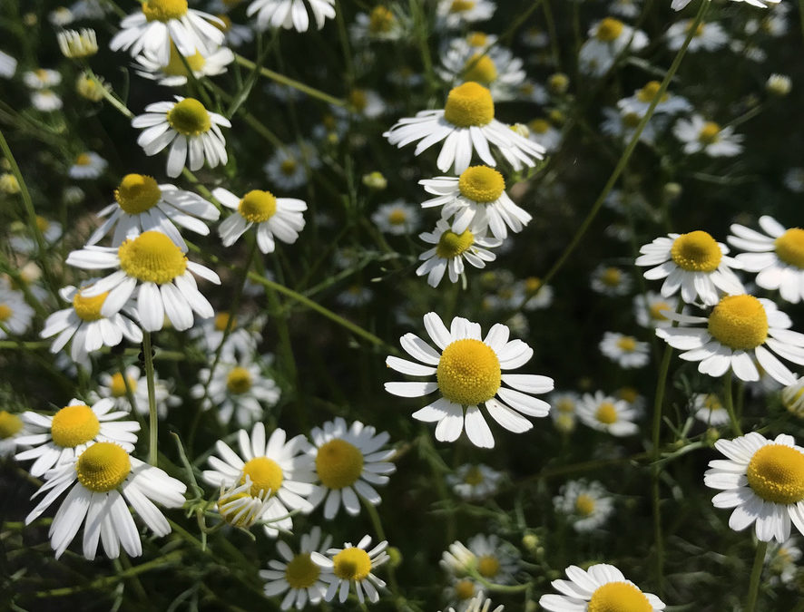 Herb of the Week: Chamomile