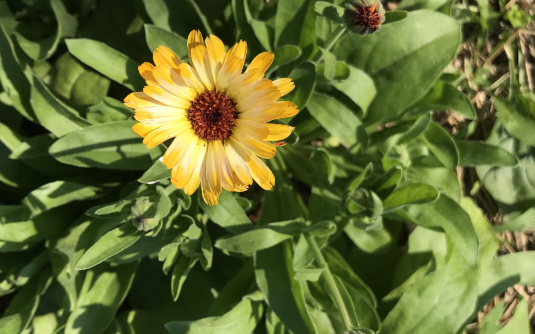 Calendula