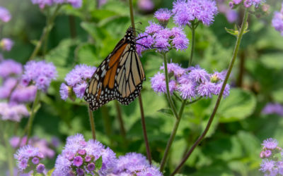 Ageratum