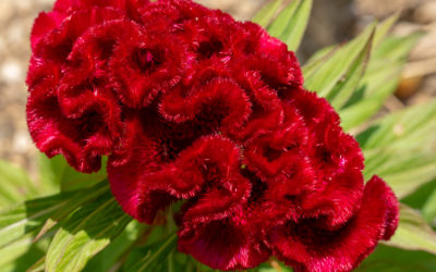 Celosia