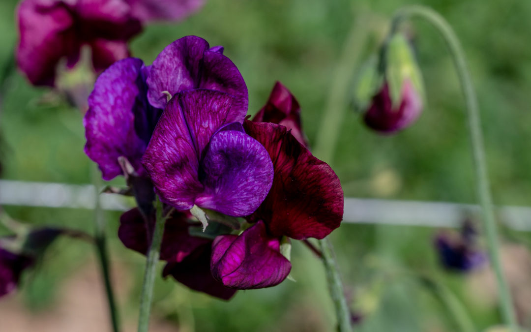 Sweet Peas