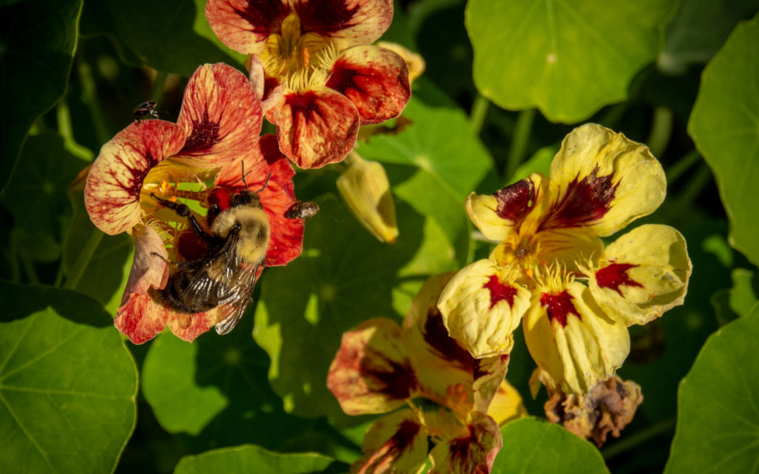 Nasturtium