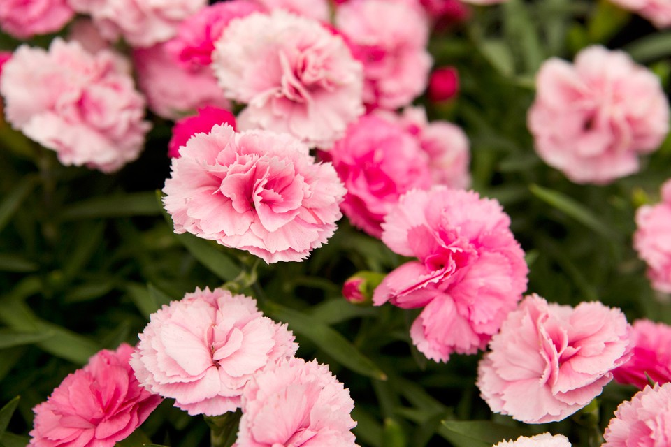 Dianthus