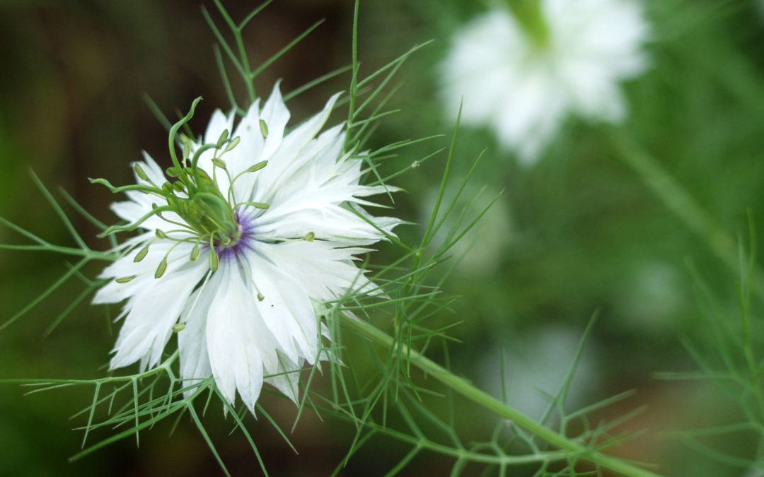 Nigella