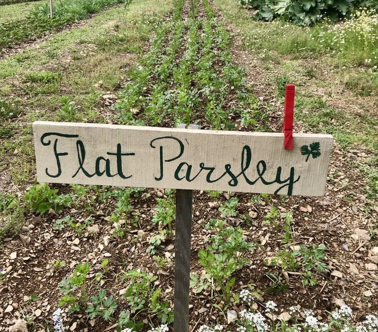 Herb of the Week: Parsley