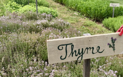 Herb of the Week: Thyme