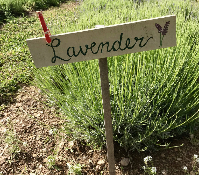Herb of the Week: Lavender