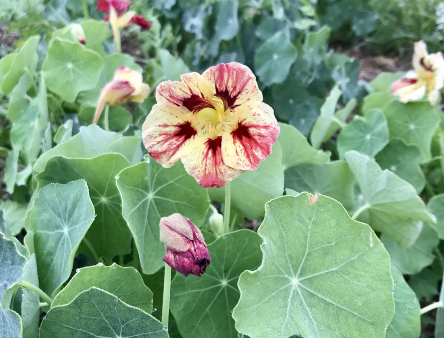 Herb (Flower) of the Week: Nasturtium