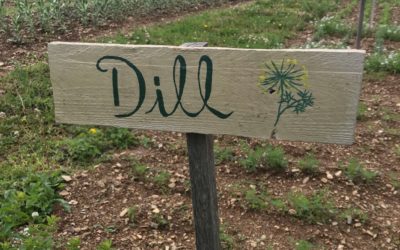 Herb of the Week: Dill