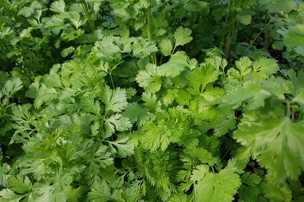 Herb of the Week: Cilantro