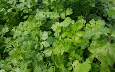 Herb of the Week: Cilantro