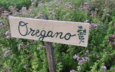 Herb of the Week: Oregano