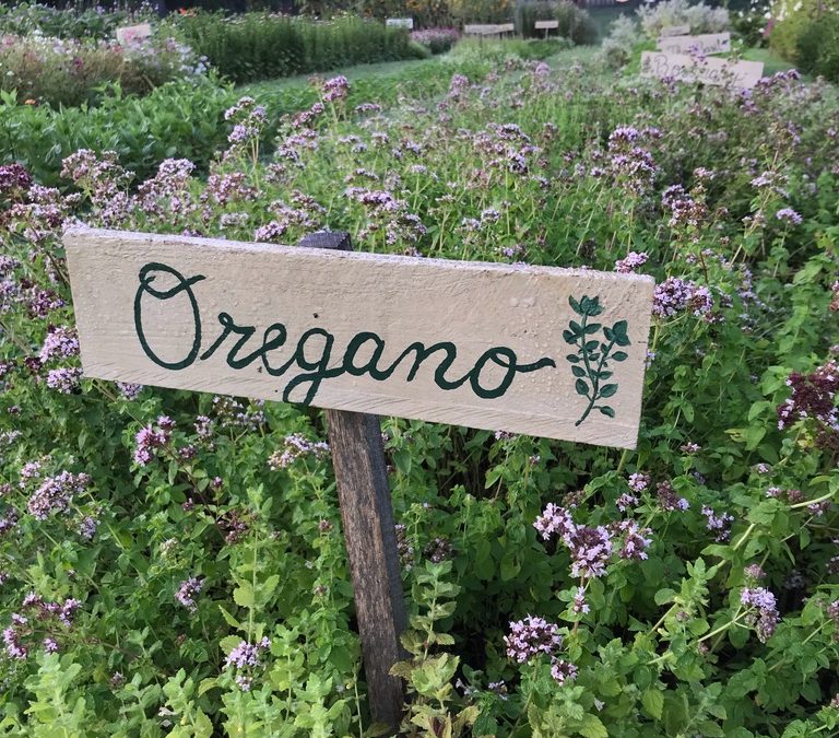 Herb of the Week: Oregano